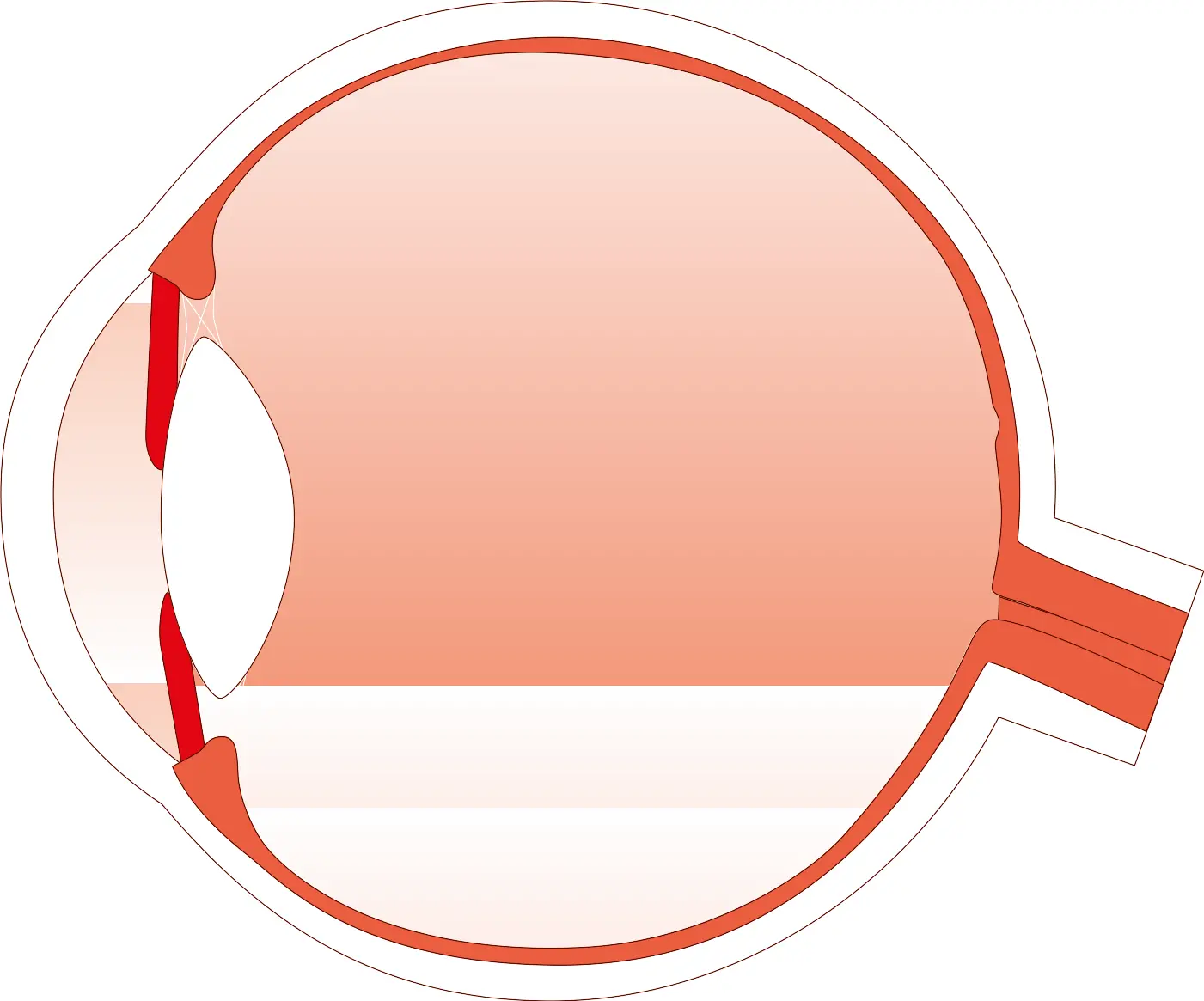 Grafik gesundes Auge
